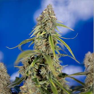 Green Crack F1 Automatic (Zamnesia Seeds) Feminized