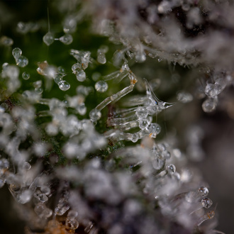 Green Crack F1 Automatic (Zamnesia Seeds) Feminized