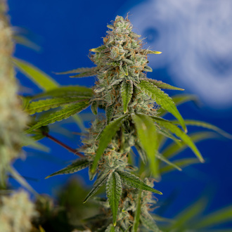 Green Crack F1 Automatic (Zamnesia Seeds) Feminized