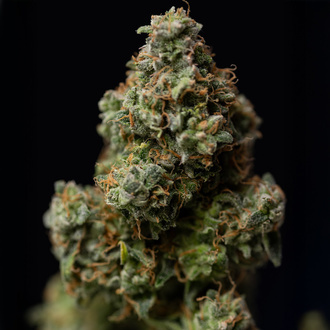 Green Crack F1 Automatic (Zamnesia Seeds) Feminized