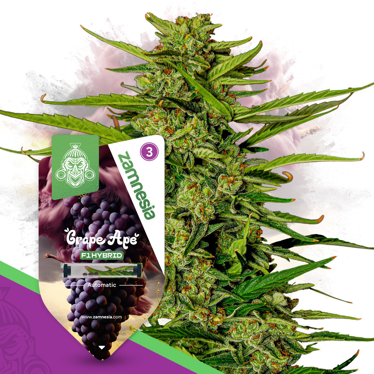 Grape Ape F1 Hybride Automatic | Zamnesia Seeds