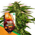 Pineapple Express F1 Automatic (Zamnesia Seeds) Feminized