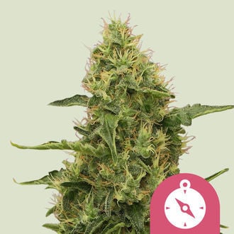 Northern Light (Royal Queen Seeds) feminized