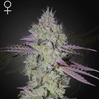 Tarte Tatin (Greenhouse Seeds) Feminized