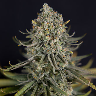 Karen Kush (Zamnesia Seeds) Feminized