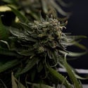 Karen Kush (Zamnesia Seeds) Feminized