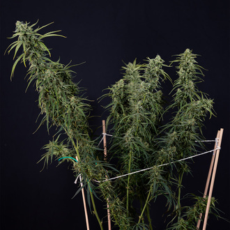 Karen Kush Automatic (Zamnesia Seeds) Feminized