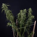 Karen Kush Automatic (Zamnesia Seeds) Feminized