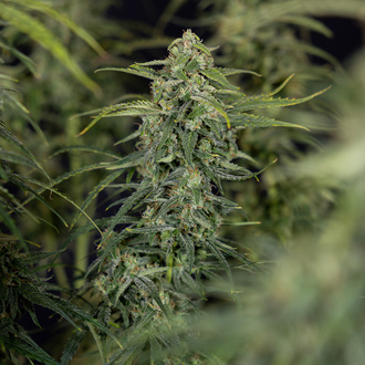 Karen Kush Automatic (Zamnesia Seeds) Feminized