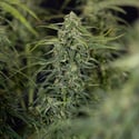 Karen Kush Automatic (Zamnesia Seeds) Feminized