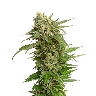 Quicksilver (Amsterdam Genetics) Feminized