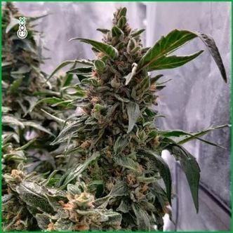 Blue Amnesia Haze (Amsterdam Genetics) Feminized