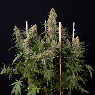 Solar Panel (Zamnesia Seeds) Feminized