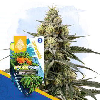 Solar Panel (Zamnesia Seeds) Feminized