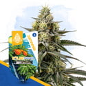 Solar Panel (Zamnesia Seeds) Feminized
