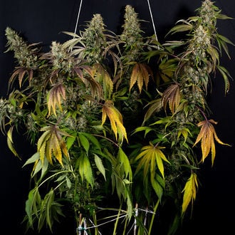 Sticky Broccoli (Zamnesia Seeds) Feminized