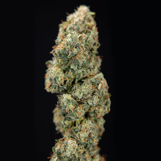 Sticky Broccoli (Zamnesia Seeds) Feminized