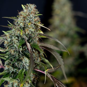 Sticky Broccoli (Zamnesia Seeds) Feminized