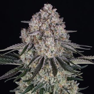 Sour Diesel Auto (Barney's Farm) Feminized