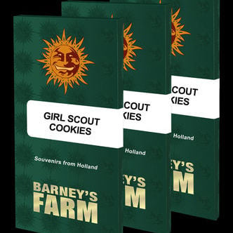 Girl Scout Cookies (Barney's Farm) feminized