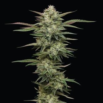 Blueberry Cupcake (Humboldt Seed Company) Feminized