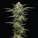 Blueberry Cupcake (Humboldt Seed Company) Feminized