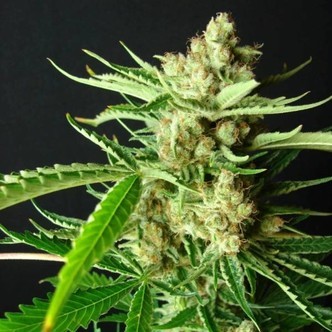 L.A. Ultra (Resin Seeds) feminized