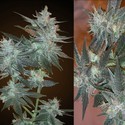 L.A. Ultra (Resin Seeds) feminized