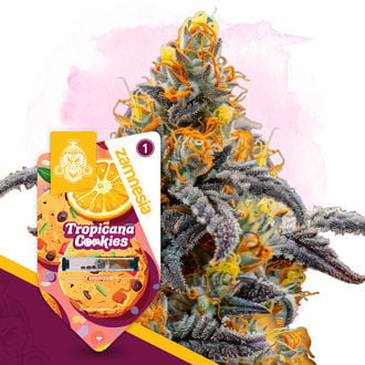 Tropicana Cookies (Zamnesia Seeds) Feminized