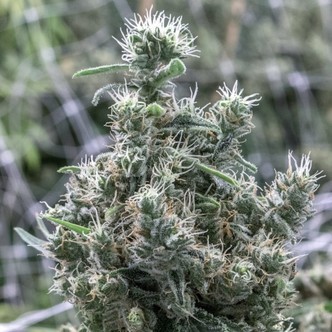 Cannatonic (Resin Seeds) feminized