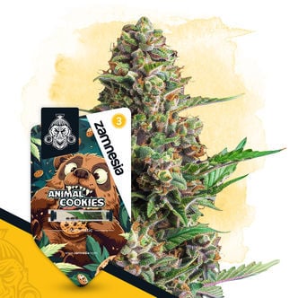 Animal Cookies Automatic (Zamnesia Seeds) Feminized