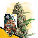 Animal Cookies Automatic (Zamnesia Seeds) Feminized