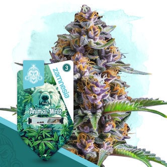 Animal Mints (Zamnesia Seeds) Feminized