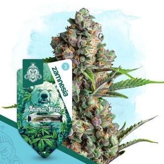Animal Mints Automatic (Zamnesia Seeds) Feminized