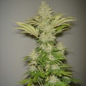 Bubblicious (Resin Seeds) feminized