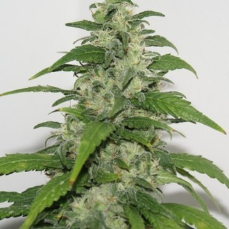 Yummy (Resin Seeds) feminized