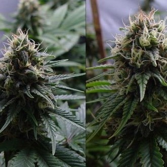 Yummy (Resin Seeds) feminized