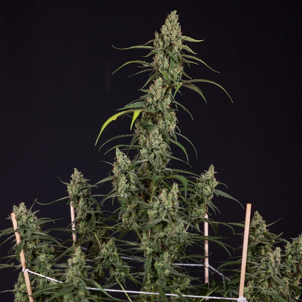 Fruit Punch Automatic (Zamnesia Seeds) Feminized