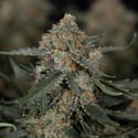 Fruit Punch Automatic (Zamnesia Seeds) Feminized