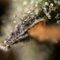 Fruit Punch Automatic (Zamnesia Seeds) Feminized