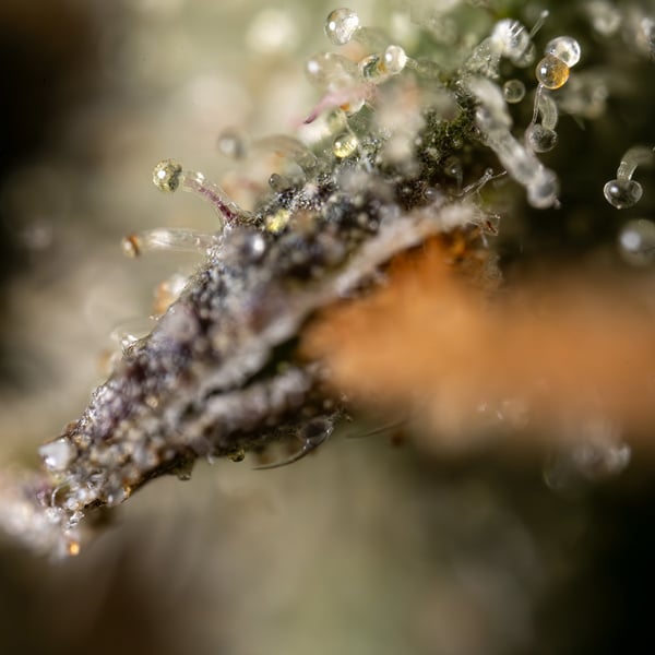Fruit Punch Automatic (Zamnesia Seeds) Feminized