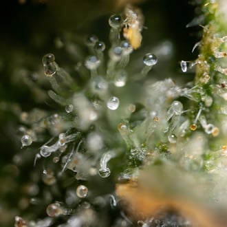 Fruit Punch Automatic (Zamnesia Seeds) Feminized