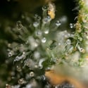 Fruit Punch Automatic (Zamnesia Seeds) Feminized
