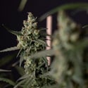 Fruit Punch Automatic (Zamnesia Seeds) Feminized