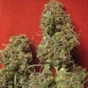 Critical Haze (Resin Seeds) feminized