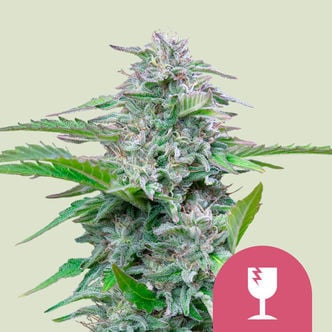 Critical (Royal Queen Seeds) feminized