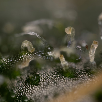 Trainwreck Automatic (Zamnesia Seeds) Feminized