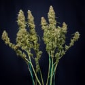 Trainwreck Automatic (Zamnesia Seeds) Feminized