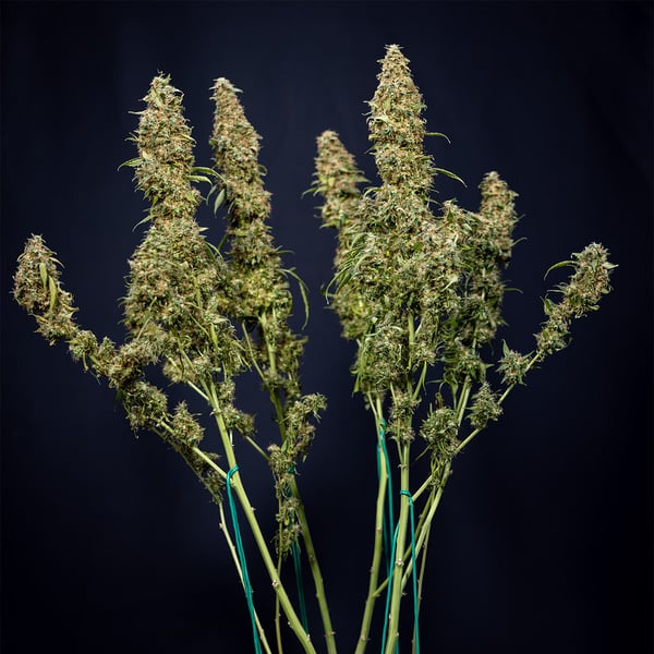 Trainwreck Automatic (Zamnesia Seeds) Feminized