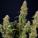 Trainwreck Automatic (Zamnesia Seeds) Feminized